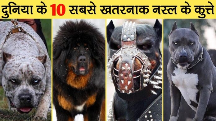 Dangerous Dog Breeds